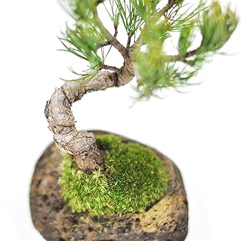 Amazon | 盆栽妙 五葉松 石付 ミニ盆栽 鉢植 観葉植物 ギフト